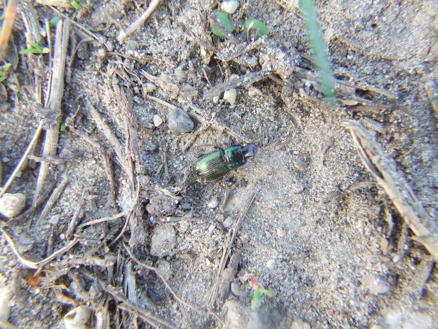 Harpalus distinguendus - mezei lomhafutó