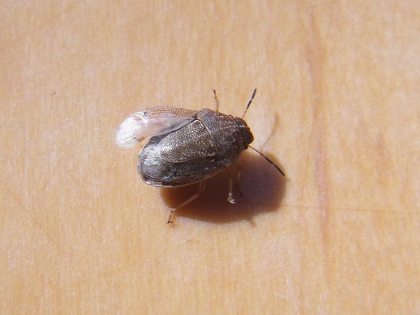 Neottiglossa pusilla - feketehasú címerespoloska Neottiglossa pusilla - feketehasú címerespoloska