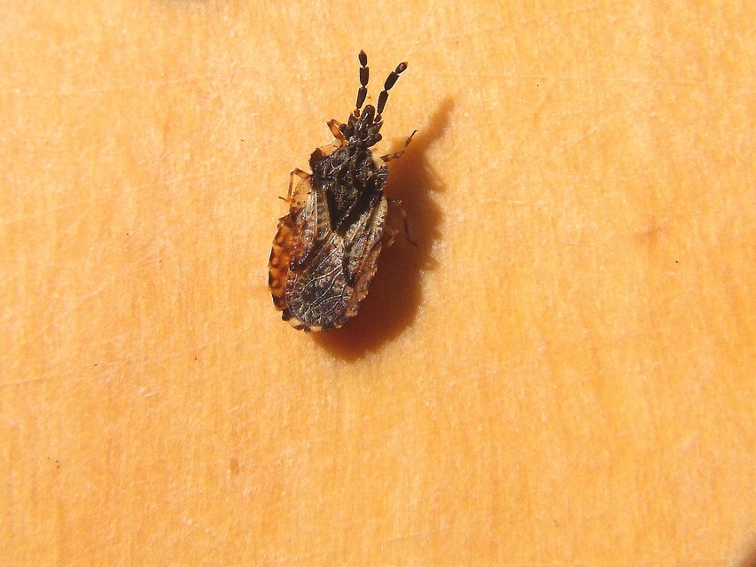 Aradus depressus - lapos kéregpoloska Aradus depressus - lapos kéregpoloska