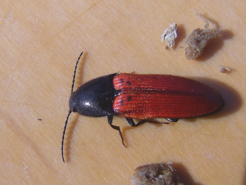 Ampedus