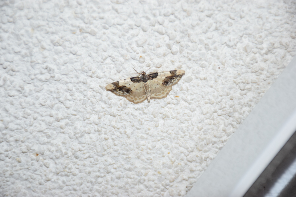 Ligdia adustata - barna levélaraszoló