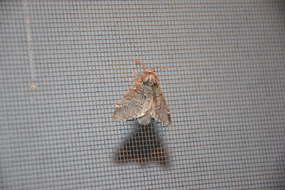 Drymonia ruficornis - cserfa-púposszövő