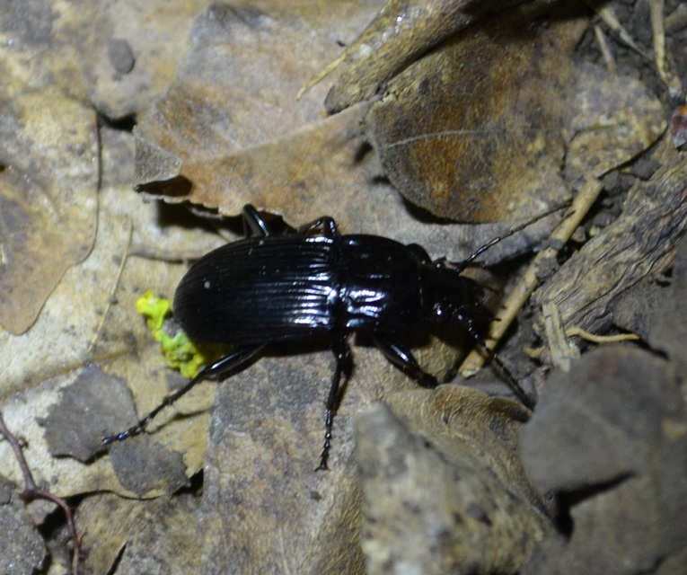 Abax parallelepipedus - félbordás szélesfutó