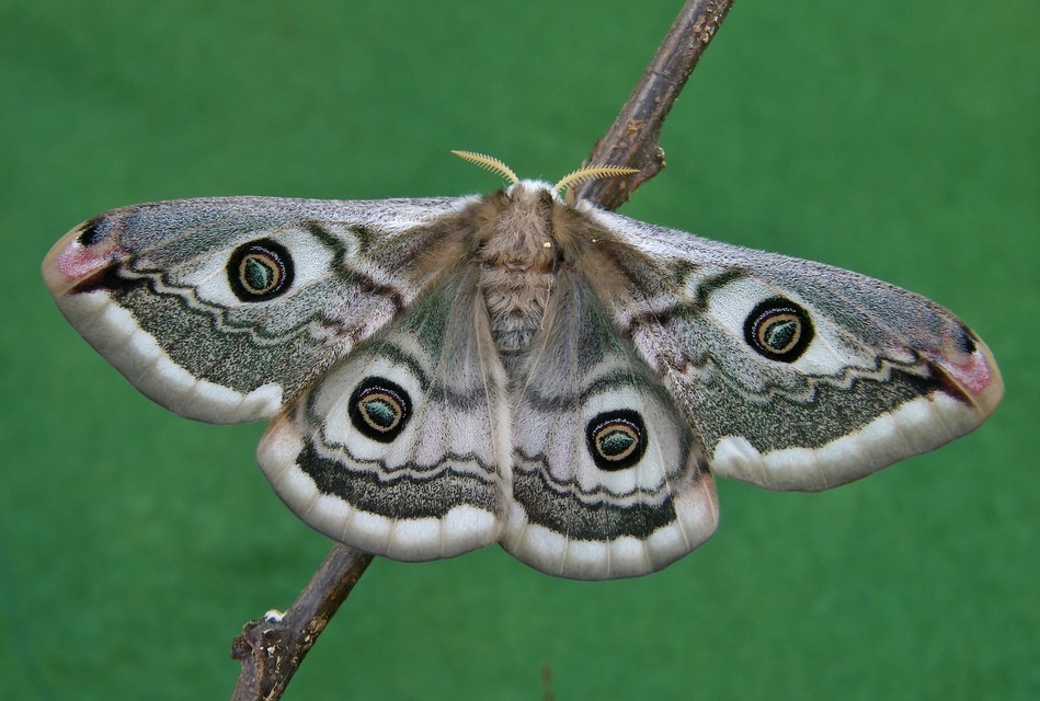 Saturnia pavoniella/pavonia