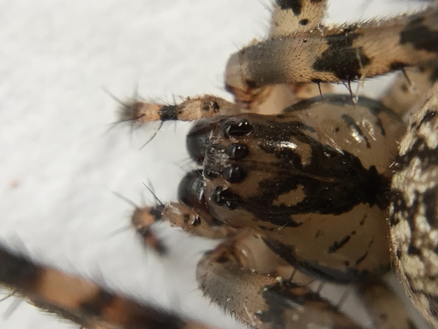 Metellina merianae - rejtett keresztespók