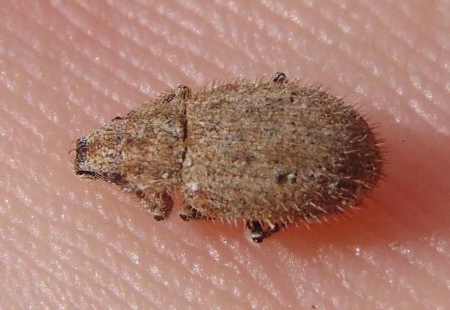 Strophomorphus porcellus - szálkásszőrű ormányos