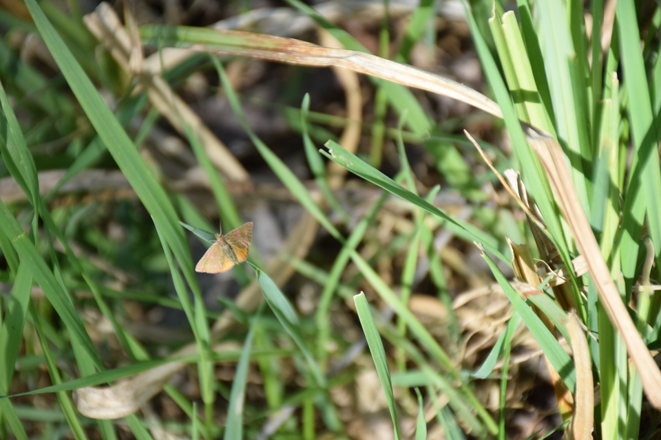 Lythria purpuraria - bíborsávos araszoló