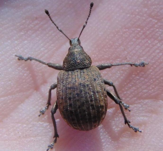 Liophloeus