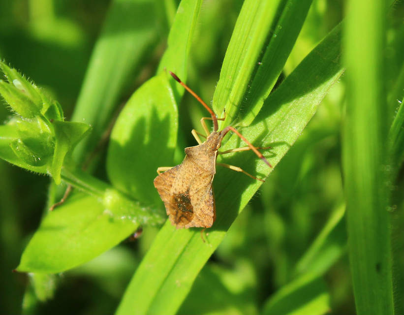Syromastus rhombeus - vitorlás karimáspoloska