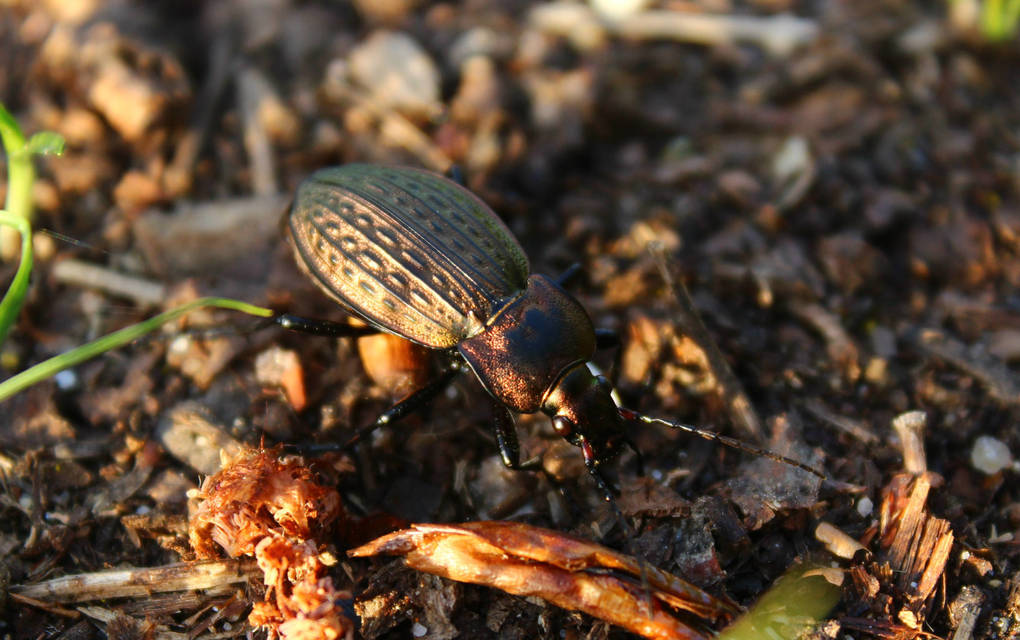 Carabus cancellatus - ragyás futrinka Carabus cancellatus - ragyás futrinka
