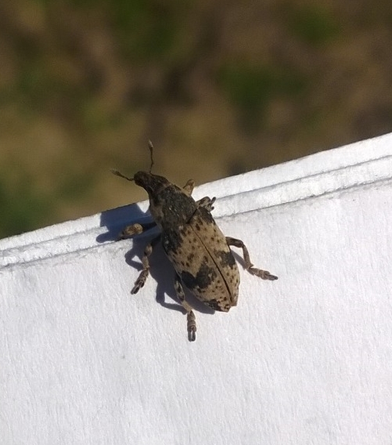 Bothynoderes affinis - sávos barkó