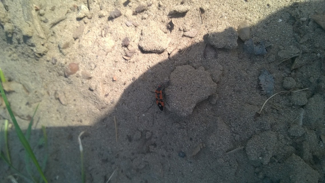 Lygaeus equestris/simulans