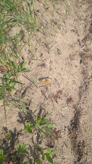 Vanessa cardui - bogáncslepke