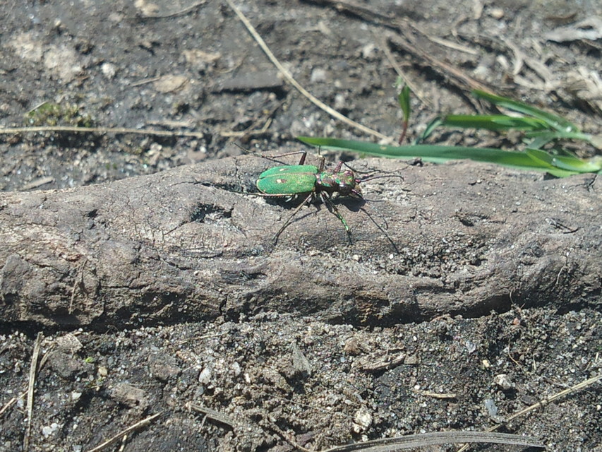 Cicindela campestris - mezei homokfutrinka
