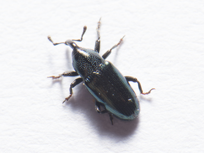 Aulacobaris caerulescens - fémes repcebáris