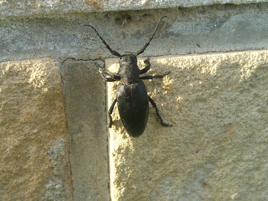 Dorcadion aethiops - fekete gyalogcincér
