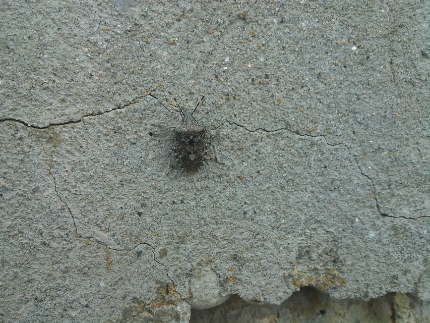 Rhaphigaster nebulosa - bencepoloska
