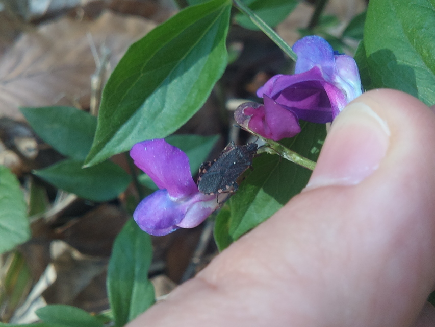 Ceraleptus gracilicornis - tüskéslábú karimáspoloska