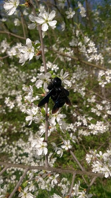 Xylocopa valga - gyakori fadongó