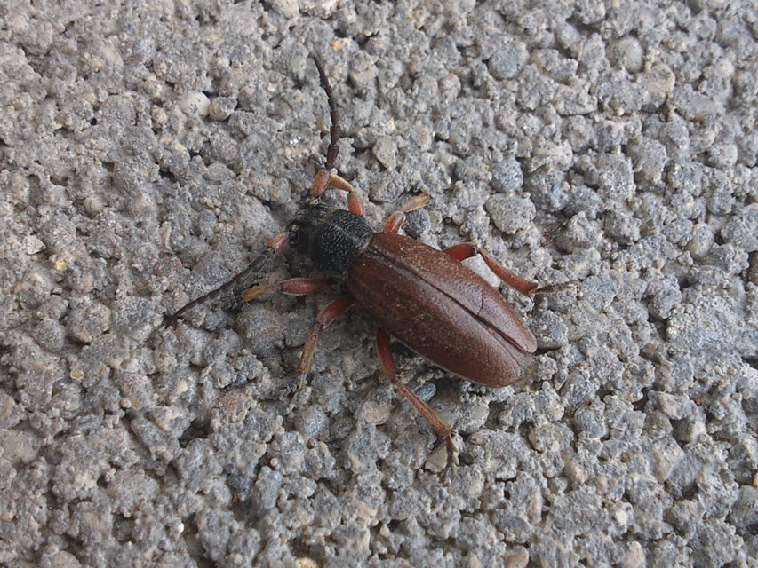Dorcadion fulvum - barna gyalogcincér