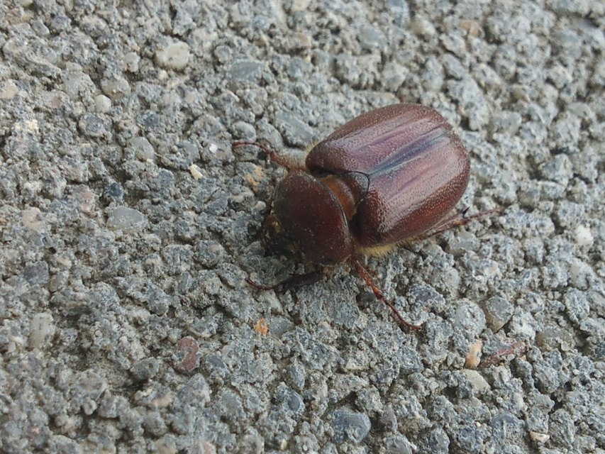 Holochelus aequinoctialis - tavaszeleji cserebogár