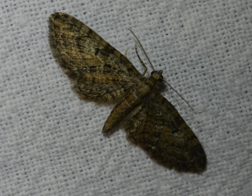 Eupithecia abbreviata - korai törpearaszoló