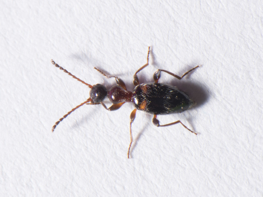 Anthelephila pedestris - hangyaszerű fürgebogár