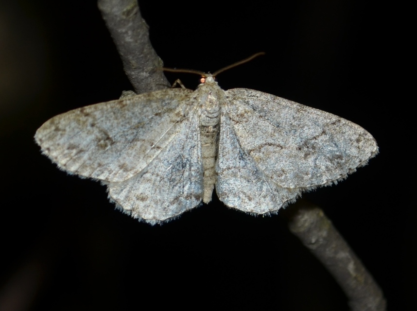 Ectropis crepuscularia - avararaszoló