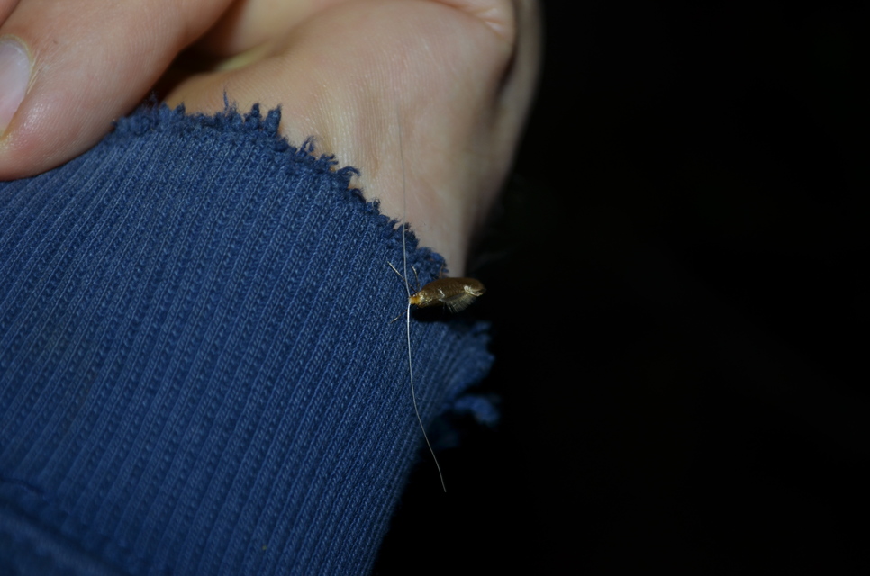 Adelidae - hosszúcsápú-tőrösmolyfélék