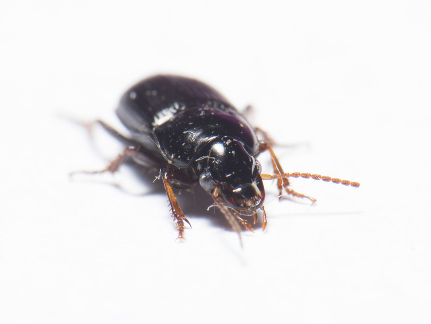 Harpalus subcylindricus - keskeny lomhafutó