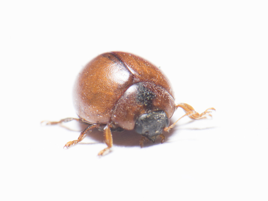 Cynegetis impunctata - pázsitfűböde