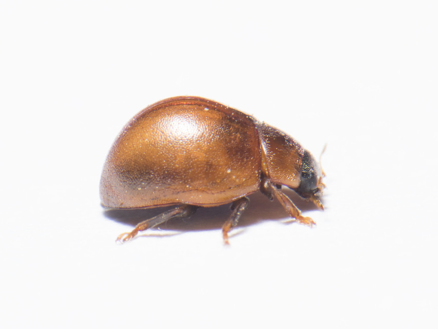 Cynegetis impunctata - pázsitfűböde