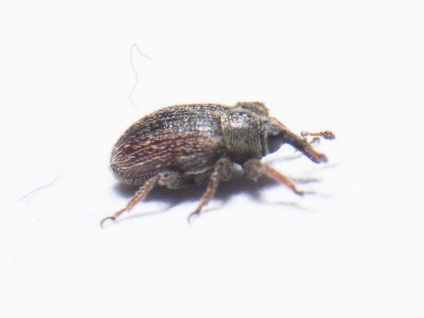 Gymnetron rotundicolle - fémesszőrű veronikaormányos