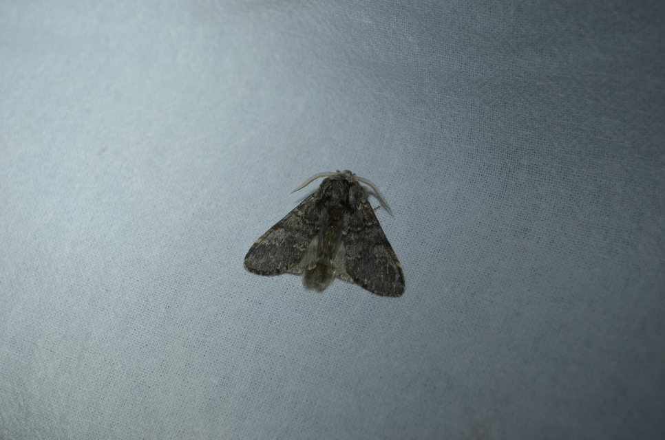 Drymonia ruficornis - cserfa-púposszövő
