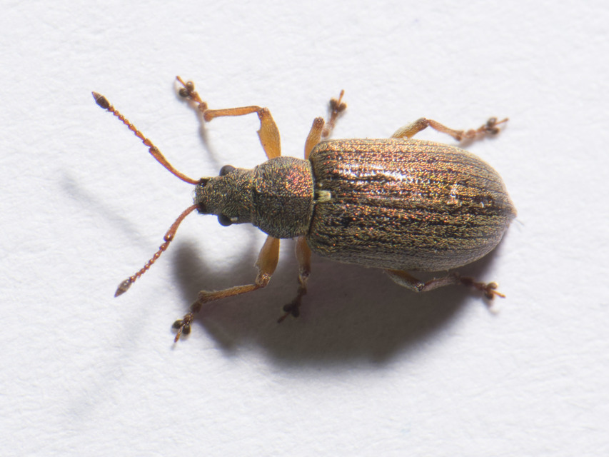 Phyllobius pyri - gyümölcsfa-levélormányos