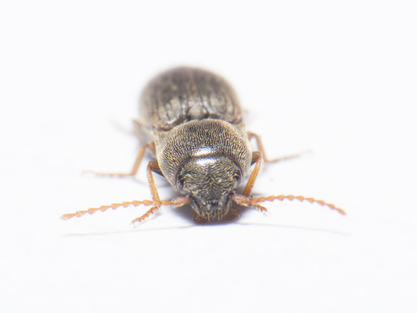 Agriotes
