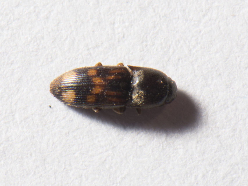 Drasterius bimaculatus - változékony pattanó