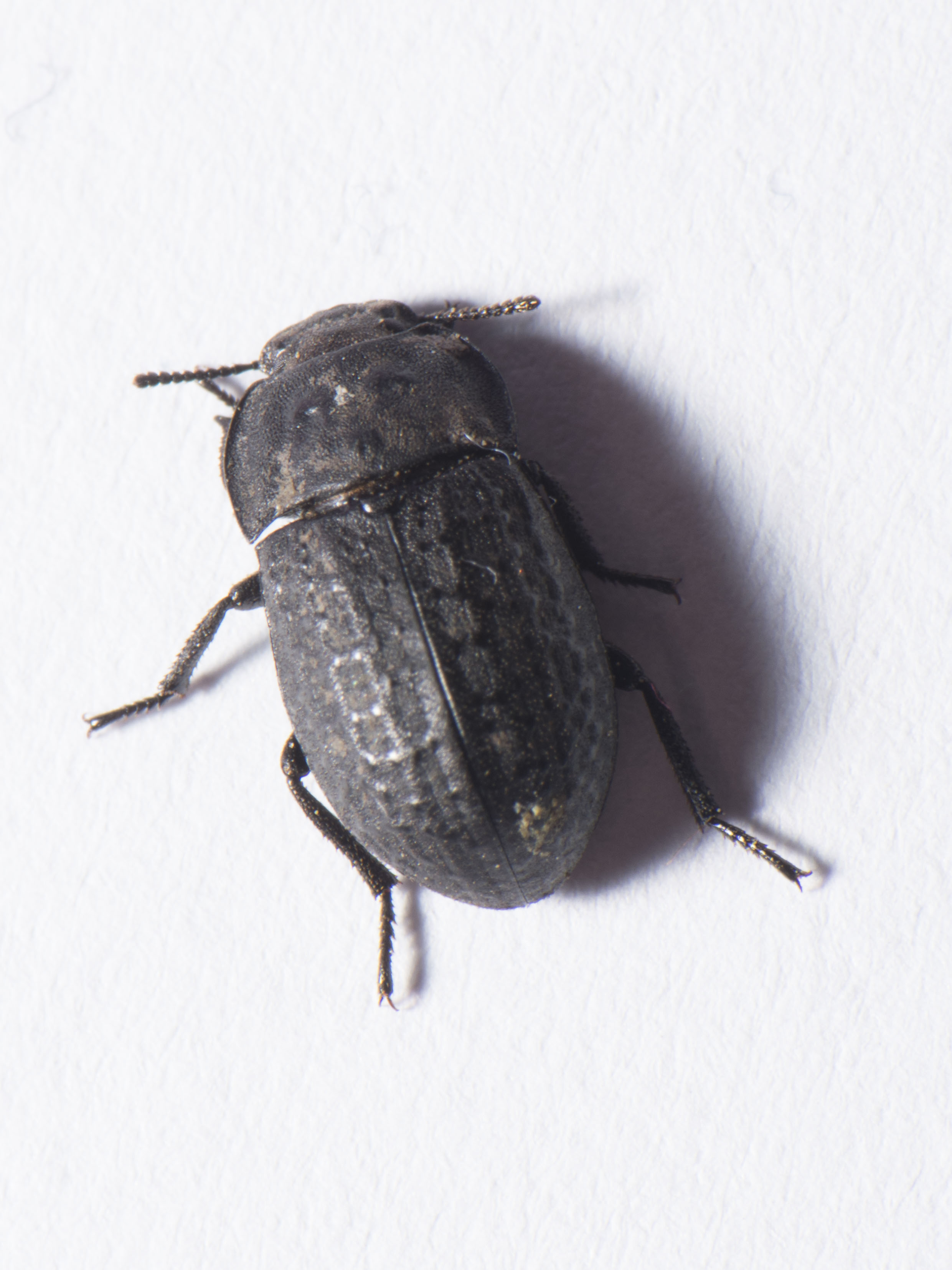 Opatrum riparium