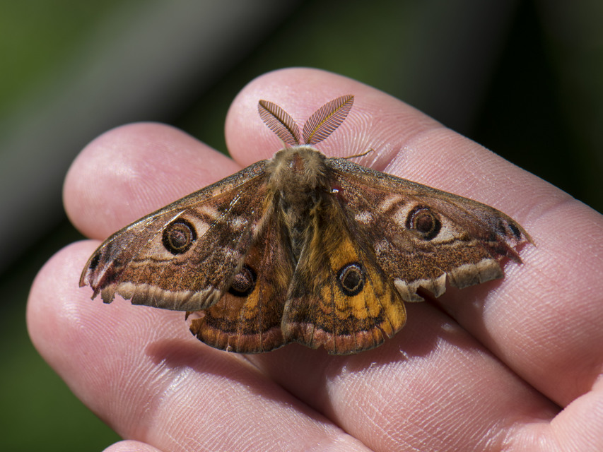 Saturnia pavoniella/pavonia