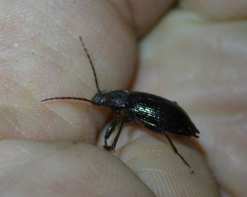 Stenomax aeneus - bronzos gyászbogár