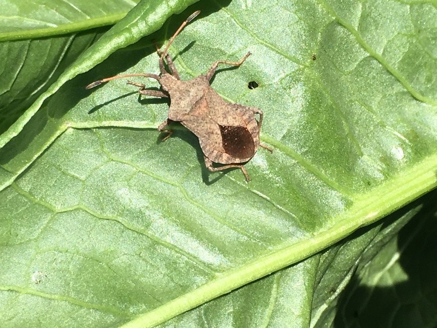 Coreus marginatus - közönséges karimáspoloska