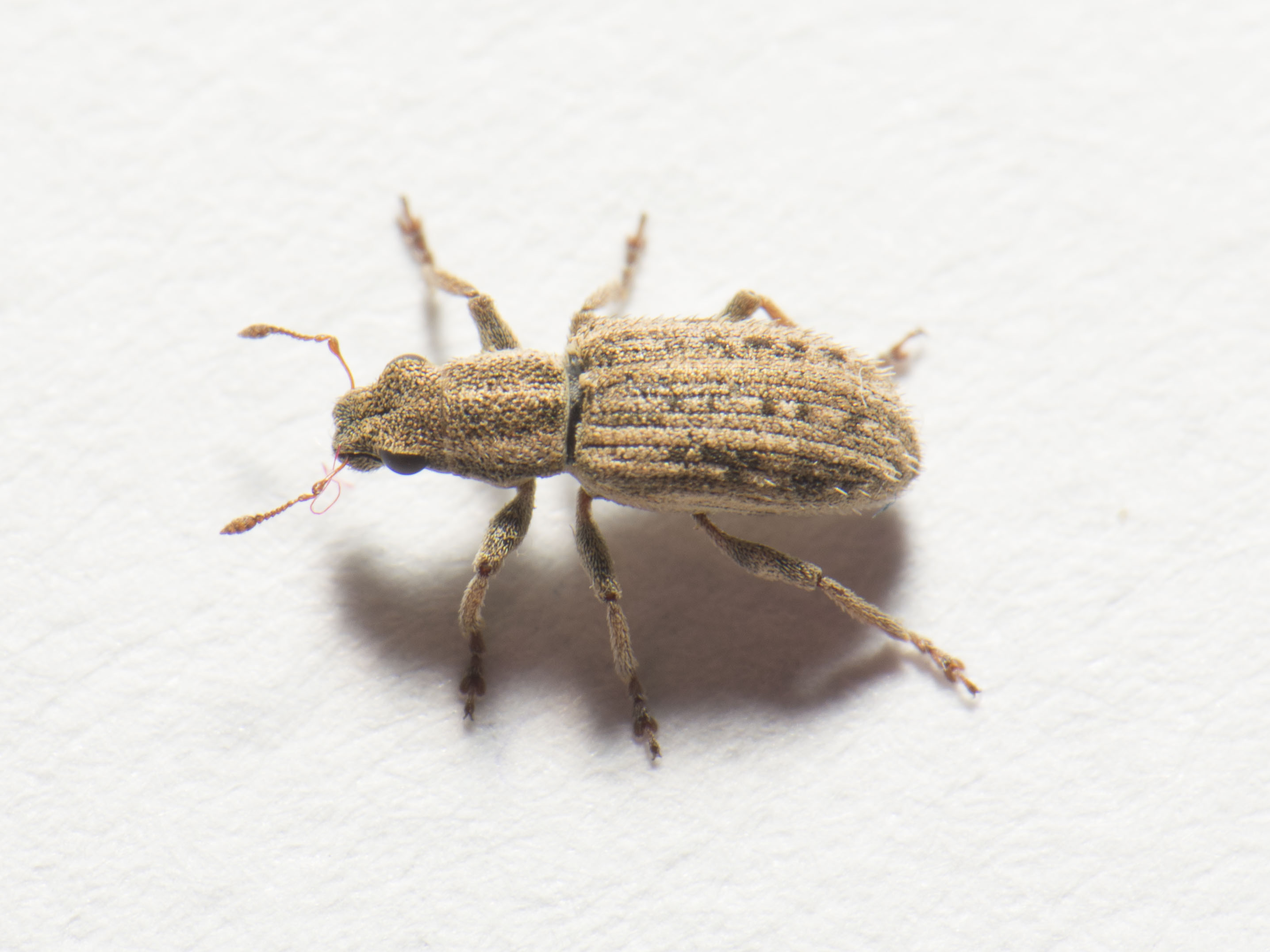 Sitona macularius - borsó-csipkézőbogár