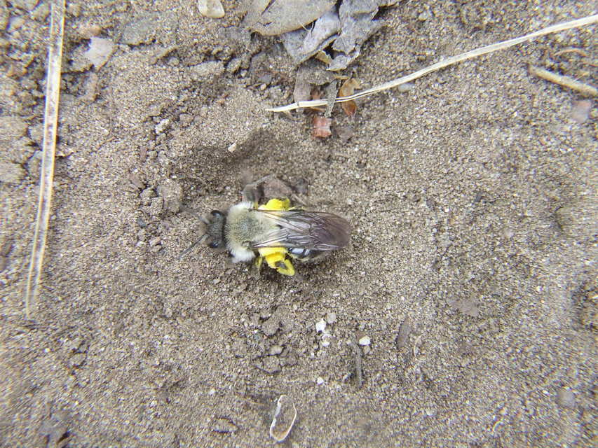 Andrena
