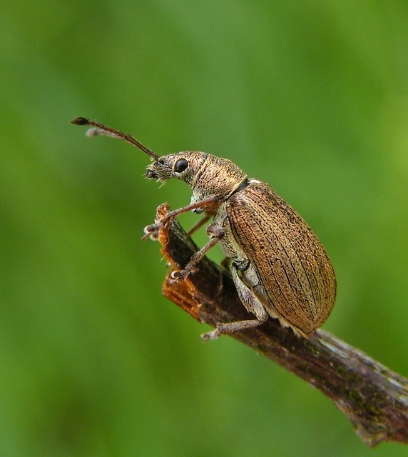 Phyllobius pyri - gyümölcsfa-levélormányos