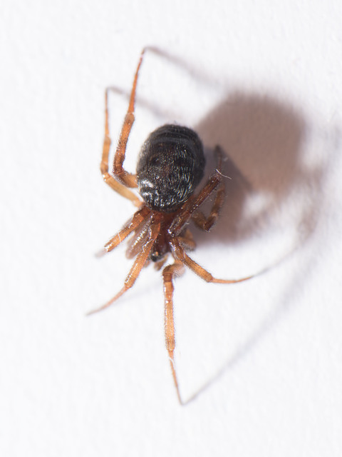 Steatoda