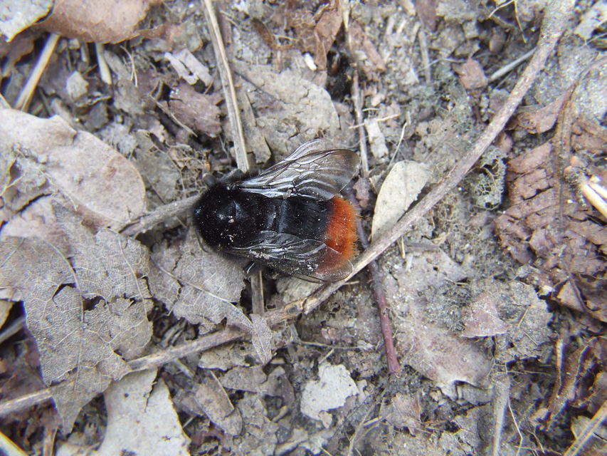Bombus lapidarius - kövi poszméh