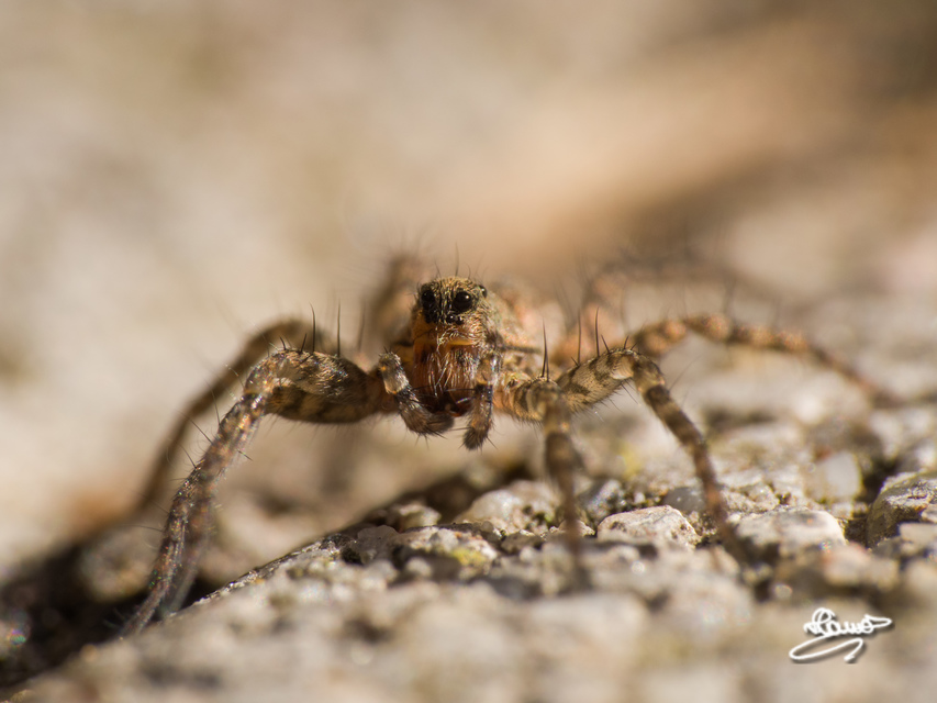 Pardosa