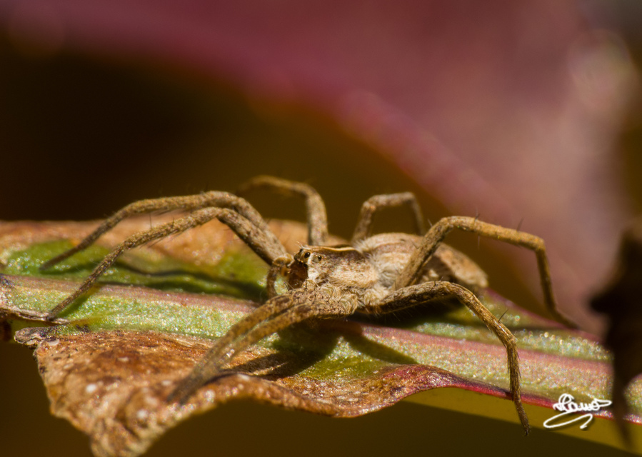 Pisaura mirabilis - csodáspók