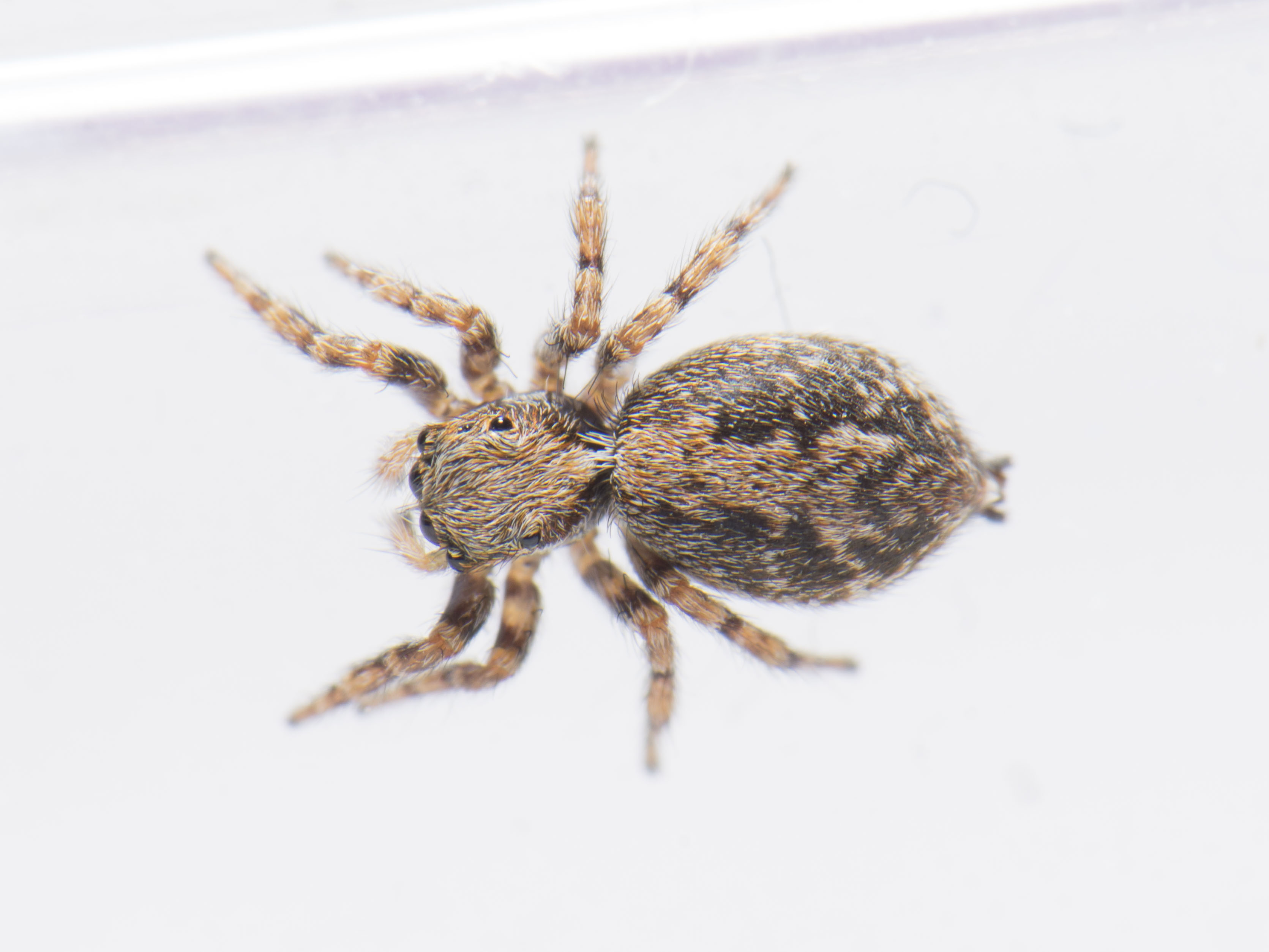 Pseudeuophrys lanigera - szobai ugrópók