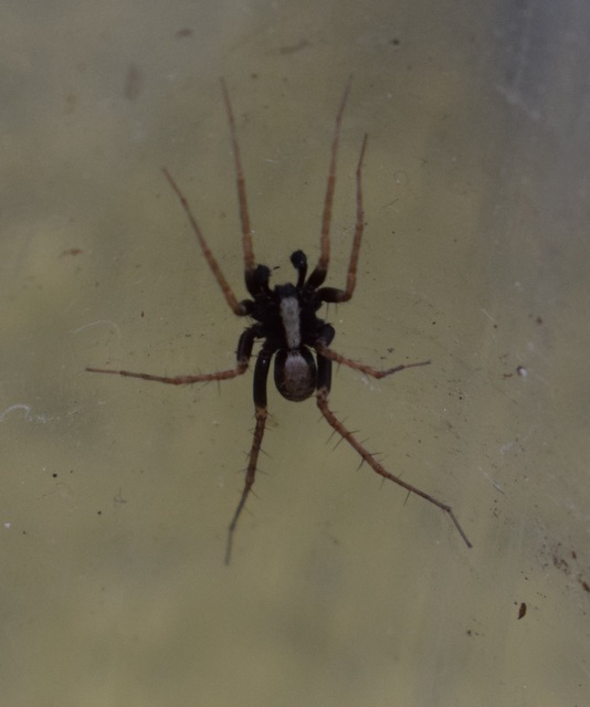 Pardosa alacris/lugubris